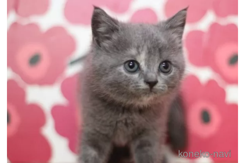 成約済の東京都のマンチカン-97346の4枚目